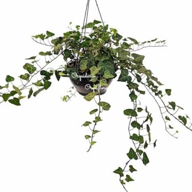 Imagem de Hera Hedera Helix Planta Natural Pendente Com Vaso