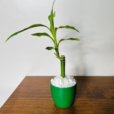 Imagem de Bamboo da Sorte com Vaso Decorativo Planta Feng Shui Prosperidade e Energia Positiva para Sala, Escritório Ideal para Moradores e Profissionais da Decoração Interior(2,Verde)