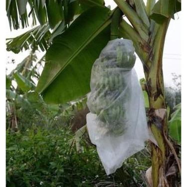 Imagem de Saco De Proteção Tnt P/bananas ,69x1,50 Mts 50 Un. C/amarril
