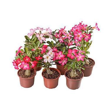 Imagem de 04 Rosa Do Deserto 2 Anos Já Com Flor Sortida - ItaloBragaRD
