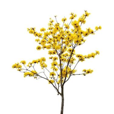 Imagem de Muda ypê amarelo - Sitio Exótico