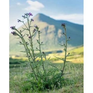 Imagem de XTXGERL Paint by Numbers DIY Conjunto de pintura em tela de cardo grande nas Terras Altas da Escócia com pincel de pigmento acrílico para adultos, 40,6 x 50,8 cm