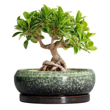Imagem de EPFamily Vasos de bonsai de cerâmica, vaso de 20 cm com orifícios de drenagem e pires, verde