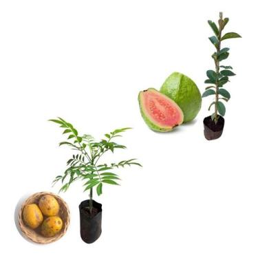 Imagem de Kit 2 Mudas - 1 Goiaba Tailandesa + 1 Cajá Manga Anã - AMK - Jardinage