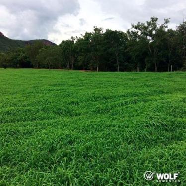 Imagem de Sementes De Capim Tamani 20 kg - agro sementes