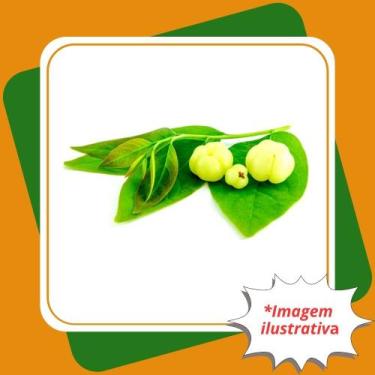 Imagem de Muda de Groselha Tropical  Phyllanthus Acidus - Gardencitrus