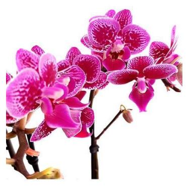 Mini orquideas phalaenopsis: Ofertas com os Menores Preços no Buscapé