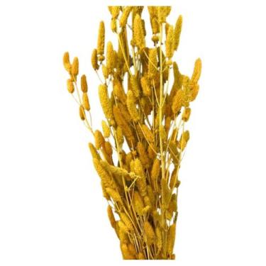 Imagem de Capim Rabo de Coelho - Inspira Flora, Amarelo