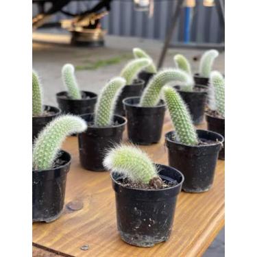 Imagem de 1 Muda De Cacto Rabo De Macaco Terra E Vaso Holambra Plantio - FLORA F