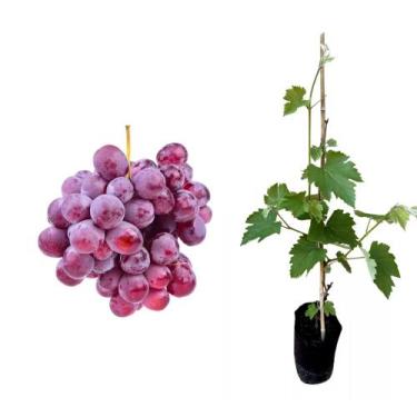 Imagem de Muda de Uva Rosada 50 a 80cm AMK - Plantas Online - AMK Jardinagem e P