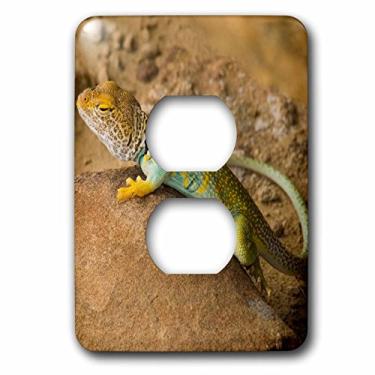 Imagem de 3dRose lsp_205697_6 Lagarto com colarinho, Parque Histórico Nacional da Cultura, Novo México 2 Tomadas
