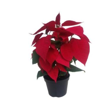 Imagem de Kit 2 Mudas Flor Do Natal Bico-de-papagaio Poinsétia Natural Planta Ex