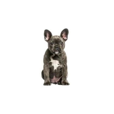 Imagem de Tapete Canino Lavável Pet Em Oferta 4Un P 50X60Cm - Shelby Moda Pet