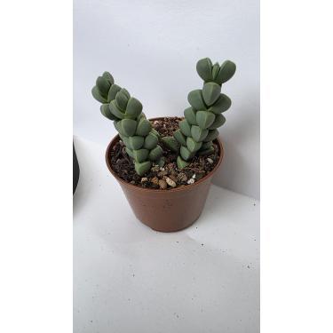 Imagem de Suculenta Coração Partido Corpuscularia lehmannii, Planta Viva em Vaso 9cm