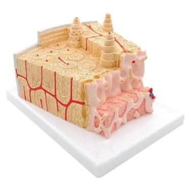 Imagem de Modelo anatômico de estrutura óssea, sistema de movimento de ensino ortopédico, modelo de estrutura da medula óssea, estrutura anatômica microscópica
