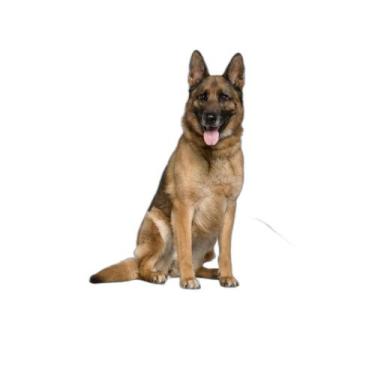 Imagem de Banheiro Animal Lavável Pet Em Oferta 4Un G 90X100Cm - Shelby Moda Pet