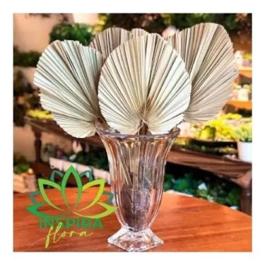 Imagem de 3 Folhas De Latania Natural Desidratada Formosinha Decoração - FLORA F