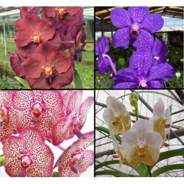 Imagem de Muda de Orquídea Vanda sem Identificação - Jardim com Flores
