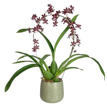 Imagem de Vaso de Mesa para Plantas Decorativo Cachepot de Cerâmica (Verde)