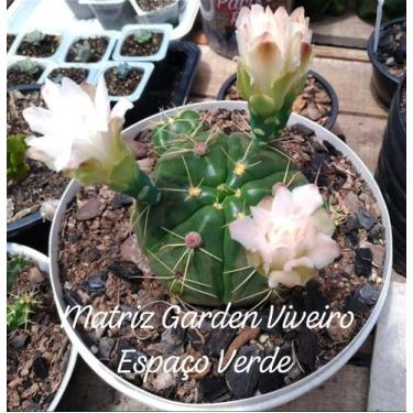 Imagem de Cacto Flor Rosa Muda de Suculenta em Vaso 11 cm - Garden Viveiro Espaç