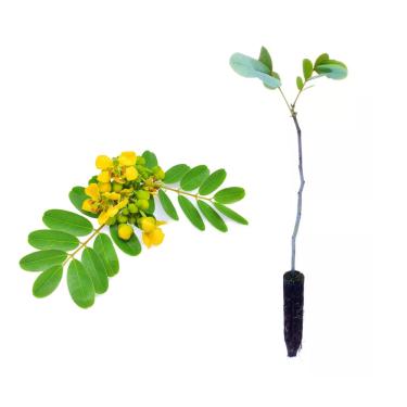 Imagem de AMK Jardinagem e Paisagismo, Muda de Sene 20 a 40cm AMK - Plantas Online