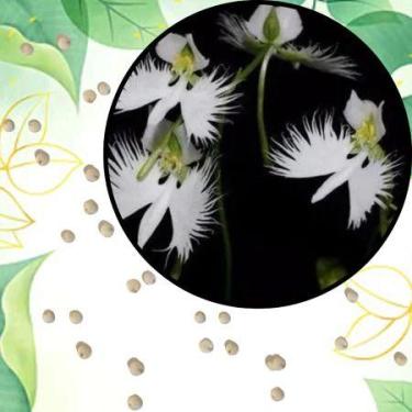 Imagem de Sementes S38 Orquídea Pomba Branca A Beleza Celestial ao Seu Alcance C