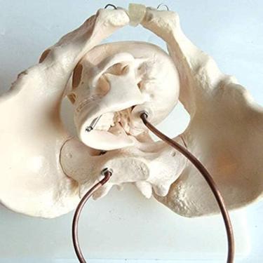 Imagem de Modelo Pélvico Feminino, Modelo Anatômico Obstétrico Fetal Médico - Para Ensinar Modelo Pélvico Parto, Educacional Display Medical School,Constructive23