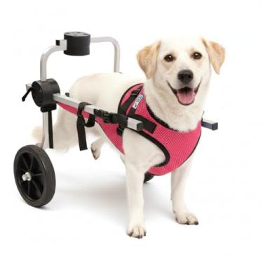 Imagem de Cadeira de 2 Rodas Para Cachorro Tam M com Colete Rosa Ajustável Pata Traseira Paraplegia Reabilitação Paralisia Idoso Pet Best Soluções