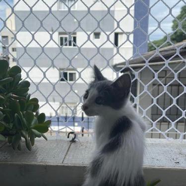 Imagem de Kit Malha 3x3 Rede Tela de Proteção 1.70X4.50 Para Gatos Filhotes, Pás