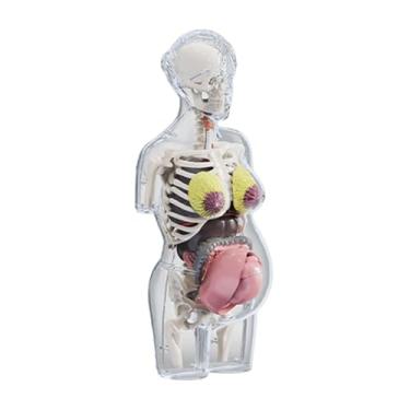 Imagem de YIJU Modelo de anatomia do corpo humano Kit de quebra-cabeça científico Ferramenta de ensino Brinquedos educativos para demonstração em sala de aula