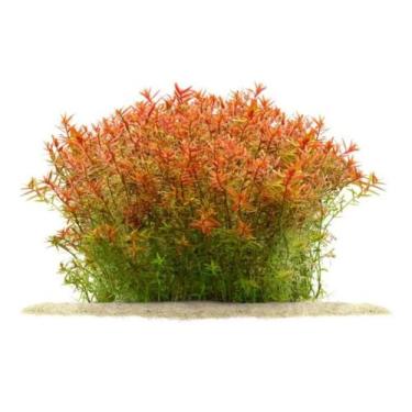 Imagem de Rotala Rotundifolia (orange Juice) Chácara Takeyoshi - Chacara Takeyos