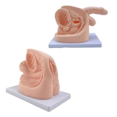 Imagem de Modelo de cateterismo feminino masculino, modelo de ensino de manequim de PVC para auxílio de treinamento educacional médico