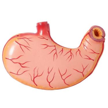 Imagem de Estômago Humano 3x O Tamanho 2 Partes, Anatomia