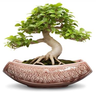 Imagem de Teagas Vasos de bonsai de 45,7 cm - vasos de cerâmica para suculentas, plantador de bonsai grande para plantas internas e externas, vaso decorativo com orifício de drenagem, vaso de flores de cerâmica