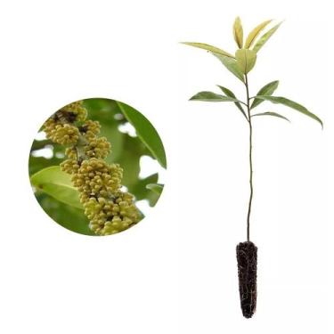 Imagem de Muda de Capororoca 20 a 40cm AMK - Plantas Online - AMK Jardinagem e P