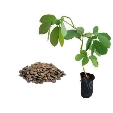 Imagem de Kit 10 Mudas de Sansão do Campo 20 a 40cm AMK Plantas Online - AMK Jar