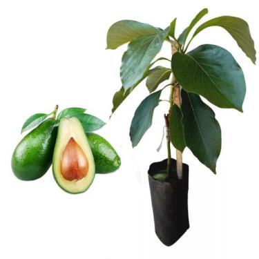 Imagem de Muda de Abacate 20 a 40 cm AMK - Plantas Online - AMK Jardinagem e Pai