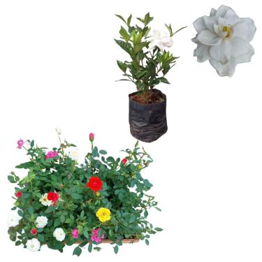 Imagem de Kit 5 Mudas Mini Rosas Planta Sol + Gardenia Jasmim Do Cabo