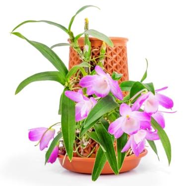 Imagem de WOWMVP Vasos de flores, plantador hidropônico autoirrigável para plantas de interior, vaso de terracota de orquídea faça você mesmo com pires de drenagem para sementes de chia, adequado para decoração