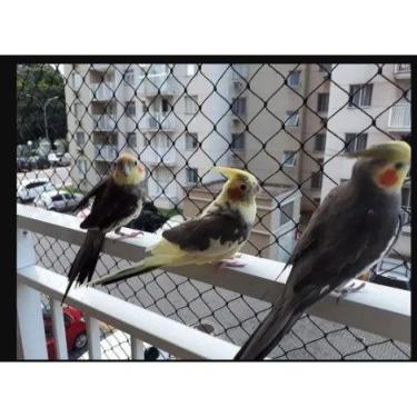 Imagem de Kit Malha 3x3 Rede Tela de Proteção 1.00X5.00 Para Gatos Filhotes, Pás