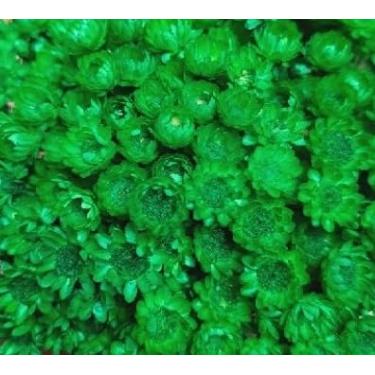 Imagem de Flor Sempre Viva Branca I Kit com ate 1.200 Flores Secas, Buquês, Decoração de Casamento e Eventos - Beleza Natural Eterna(Verde escuro,1buquê)