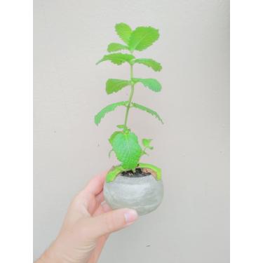 Imagem de Vaso de Hortelã Orgânico - Erva Aromática - Vaso De Cimento