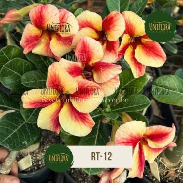 Imagem de Rosa do deserto Laranjada RT-12 - UNIFLORA