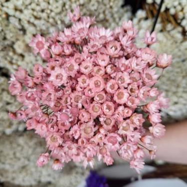 Imagem de Flores Sempre Viva Secas Bege – Buquê Natural para Decoração e Arranjos (Rosa Bebê,2 buquês (400 florzinhas))