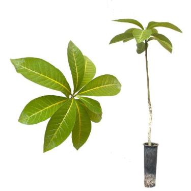 Imagem de Muda de Peroba Vermelha 20 a 40cm AMK - Plantas Online - AMK Jardinage