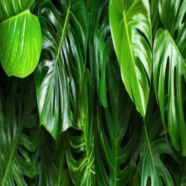 Imagem de Quadro Decorativo Estampa Tropical Leaves com Foco Seletivo para Decoração de Sala, Quarto e Escritório 40x40cm