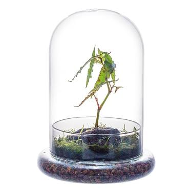 Imagem de NCYP Cúpula cloche de vidro com orifício de ar e base, 15 x 15 x 21 cm, plantador de terrário transparente para plantas carnívoras, cactos pequenos, suculentas, armadilha de Vênus, decoração de mesa