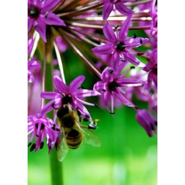 Imagem de Ornamental Onion & Bee Journal - 7x10, Hardcover, 100 pages: A blank, lined book for all your thoughts, notes, doodles, or whatever! Includes a full-color print of the cover image!