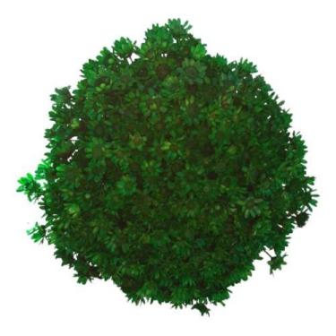 Imagem de Flores Sempre Viva 500 Un. Verde Escuro Decoração Festa Vaso - VIVA FL