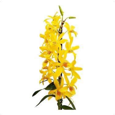 Imagem de Orquídea Dendrobium Stardust Chyomi ! Planta Adulta !